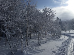 IMG_4919