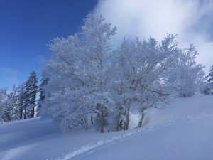 IMG_4922